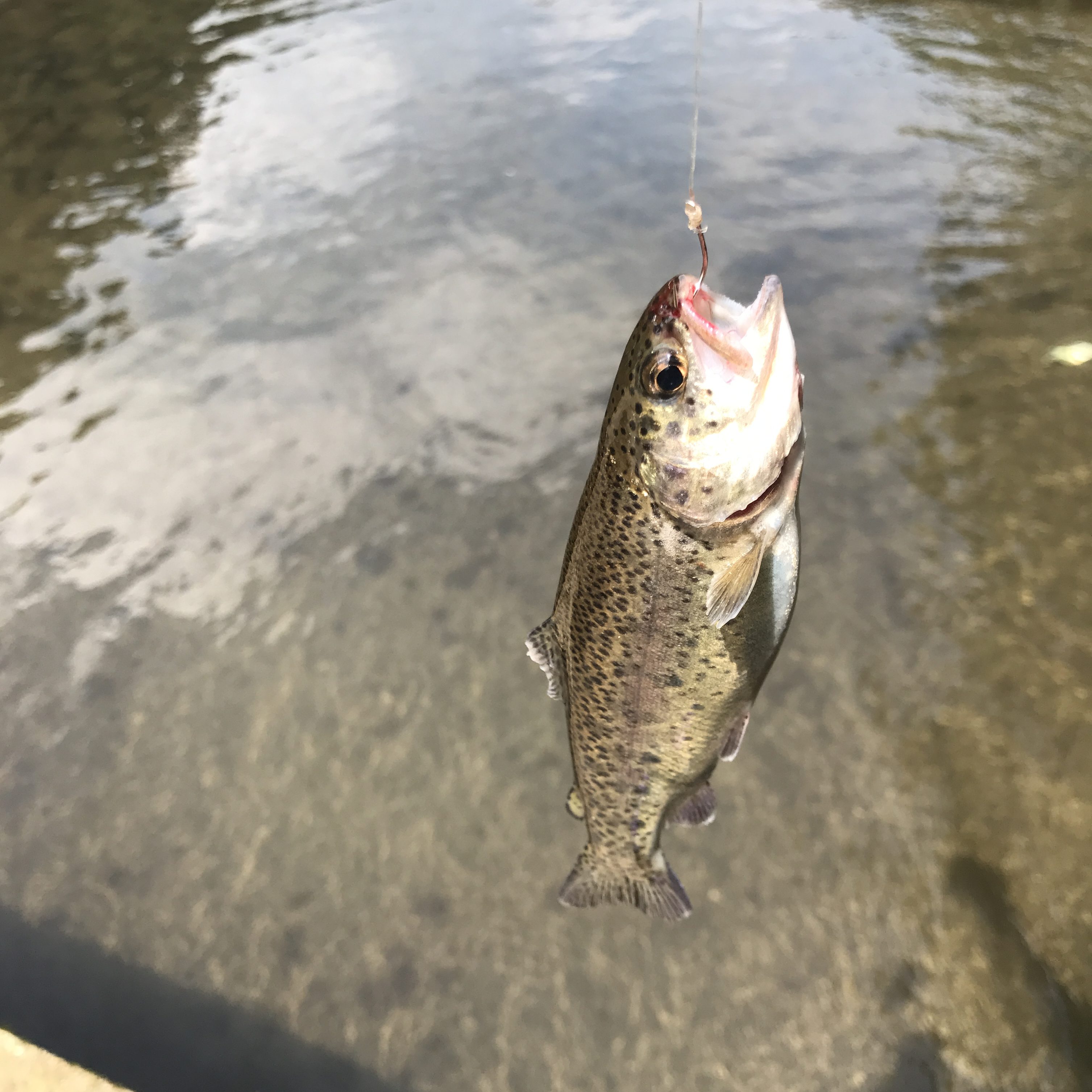 あまごの里 あまご 釣り堀