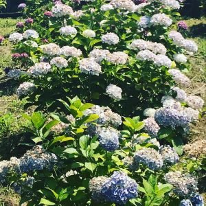 清流の里ひじかわ 紫陽花 あじさい