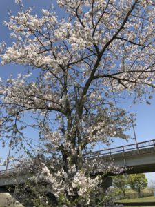 お花見の季節ですねー♪