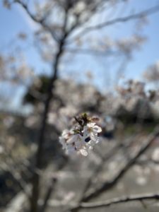 双海をドライブ&桜♪